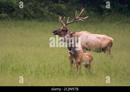 Generazioni di Elk Foto Stock