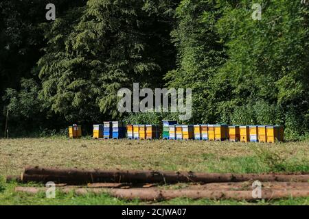 Apiario con alveari colorati sul bordo della foresta Foto Stock