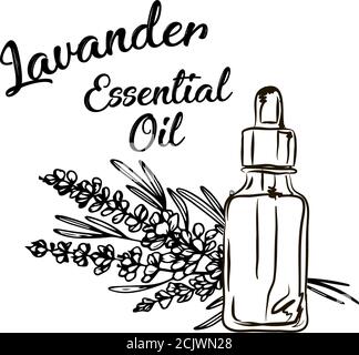 Lavanda bottiglia di olio essenziale e mazzo di fiori disegnati a mano illustrazione vettoriale. Disegno isolato per il trattamento di Aromatherapy, medicina alternativa, Illustrazione Vettoriale