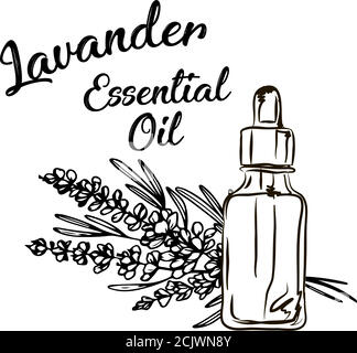 Lavanda bottiglia di olio essenziale e mazzo di fiori disegnati a mano illustrazione vettoriale. Disegno isolato per il trattamento di Aromatherapy, medicina alternativa, Illustrazione Vettoriale