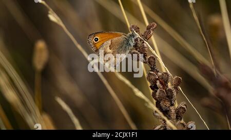 Farfalla. Calore ridotto (Coenonympha pamphilus). Italia. Foto Stock