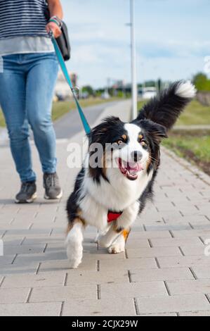 Pastore australiano cane Foto Stock