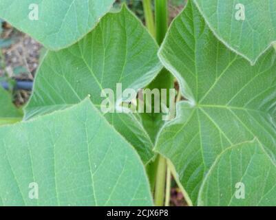 Paulownia tomentosa nomi comuni princesstree, foxglove-tree o è un albero deciduo della famiglia Paulowniaceae. Primo piano di foglie giovani Foto Stock