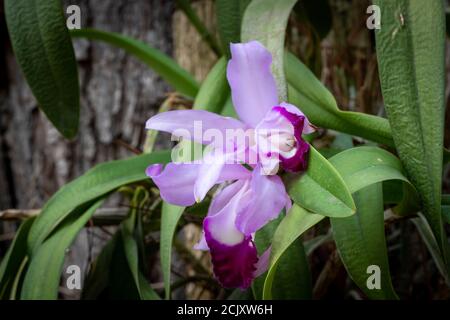 Orquidea natural de cultio organico y de cuidado personal en un jardin hogareño Foto Stock