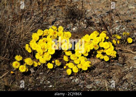 Primavera del Nord. Piede di palafio (Tussilago farfarfara) fiorisce prima. Tele di fiori gialli luminosi su terreno ancora morto Foto Stock