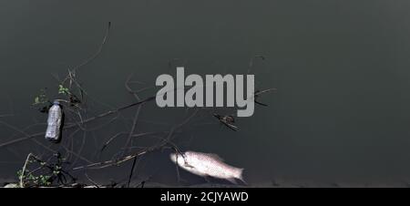 Carpa cinese morta (White amur, Ctenopharyngodon idella) nel laghetto circondato da rifiuti domestici, plastica. Allevamento ittico e morte per mancanza di ossig Foto Stock