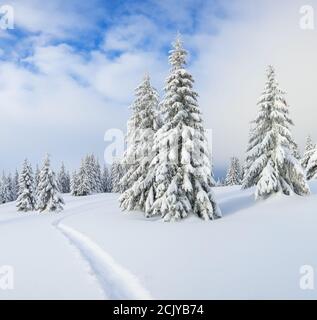 Bellissimo paesaggio sulla fredda mattina d'inverno. Prato e foreste. Location Place the Carpazi Mountains, Ucraina, Europa. Foto Stock