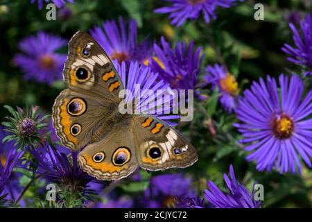 Junonia coenia, noto come il comune buckeye o buckeye su New England Aster. È nella famiglia Nymphalidae. Foto Stock