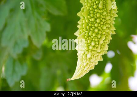 Primo piano sulla consistenza di un melone amaro crudo verde. Appeso su una vite con foglie naturali sfondo Foto Stock