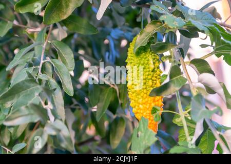 Un unico frutto fresco di momordica charantia, conosciuto anche come melone amaro o pera di balsamo. Questo vegetale è usato in cucina e come medicina. Foto Stock