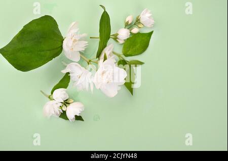 Fiori freschi di gelsomino su sfondo verde. Fiori bianchi di primavera. Mockup e spazio libero per il testo. Foto di alta qualità Foto Stock