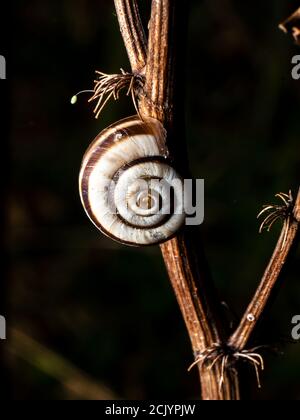 Lumaca lumaca su ramo in foresta Foto Stock