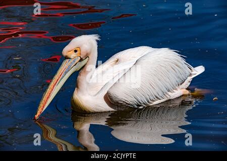 Un pelican bianco nuota rilassato sull'acqua di a. lago in uno zoo tedesco Foto Stock