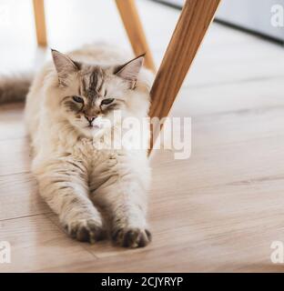 Gatto Siberiano domestico che giace accanto a gambe di sedia di legno su un pavimento Foto Stock