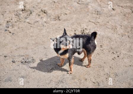 Cane Chihuahua in estate sulla sabbia. Cute nero chihuahua cucciolo. Foto Stock