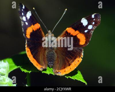 RED ADMIRAL BUTTERFLY Foto Stock