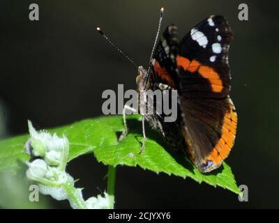 RED ADMIRAL BUTTERFLY Foto Stock