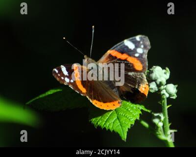 RED ADMIRAL BUTTERFLY Foto Stock