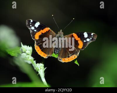 RED ADMIRAL BUTTERFLY Foto Stock