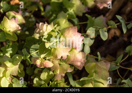 Origanum Kent bellezza Foto Stock