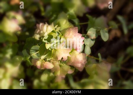 Origanum Kent bellezza Foto Stock