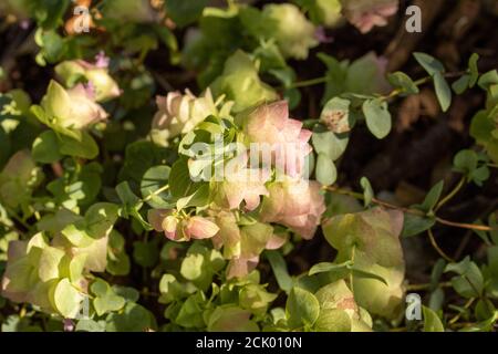 Origanum Kent bellezza Foto Stock