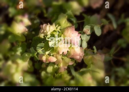 Origanum Kent bellezza Foto Stock