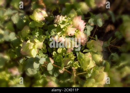 Origanum Kent bellezza Foto Stock