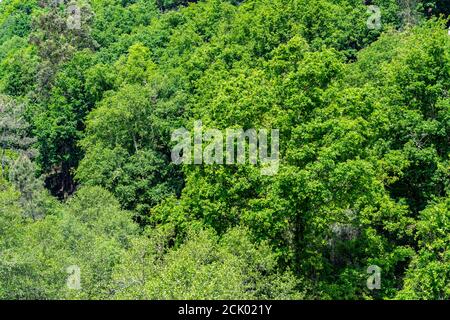 Albero verde paesaggio fogliame dall'alto nel nord del Portogallo Foto Stock