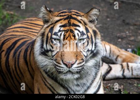 Femmina tigre di Sumatra guardando verso la telecamera Foto Stock