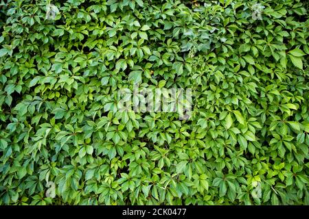 Foglie naturali texture di siepe verde dello sfondo. Foto Stock