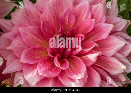 Motivi in natura, primo piano ritratto floreale naturale di Dahlia rosa Foto Stock