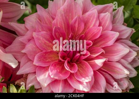 Motivi in natura, primo piano ritratto floreale naturale di Dahlia rosa Foto Stock