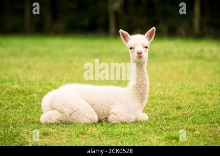 Alpaca bambino seduto sull'erba Foto Stock