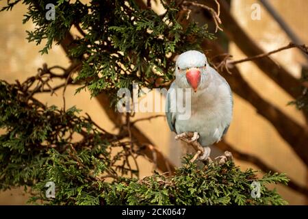 Parakeet a collo d'anello. Pappagallo blu seduto sull'albero Foto Stock