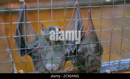 Primo piano shot di frutta pipistrelli appesi in gabbia in zoo Foto Stock
