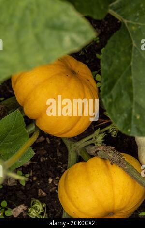 Squash 'Turks Turban' Foto Stock