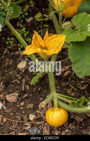 Squash 'Turks Turban' Foto Stock