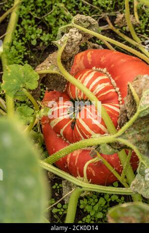 Squash 'Turks Turban' Foto Stock