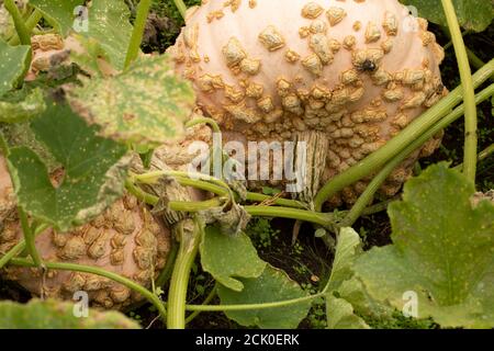 Zucca Galeux d'Eysines Foto Stock