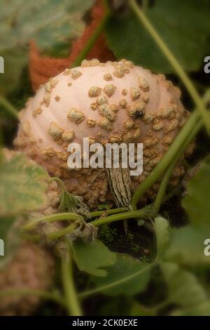 Zucca Galeux d'Eysines Foto Stock