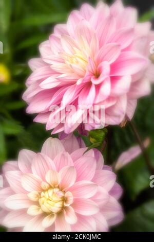 Dahlia 'Melody Harmony', primo piano ritratto floreale naturale con fogliame Foto Stock