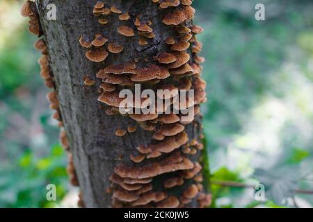 Tronco di albero coperto con molti funghi marroni, fungo su un albero primo piano Foto Stock