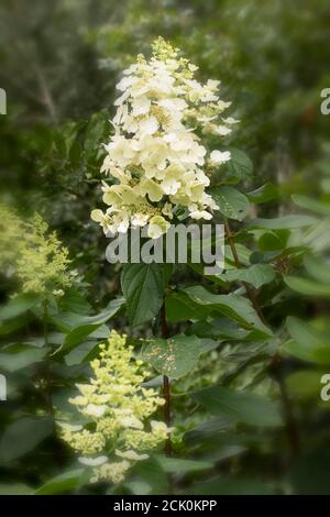 Hydrangea Paniculata "Floribunda" punta di fiori contro il fogliame lussureggiante Foto Stock