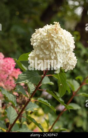 Idrangea Paniculata 'Vanilla Fraise' fiori Foto Stock