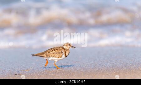 Un ruddy turnstone (Arenaria interpres) uccelli di terra che corre sulla spiaggia al Cape Canaveral National Seashore. Foto Stock