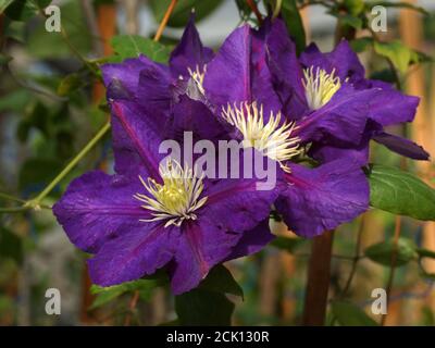 Bella estate fiori in un giardino verticale giardinaggio. Fiore porpora clematis primo piano. Foto Stock