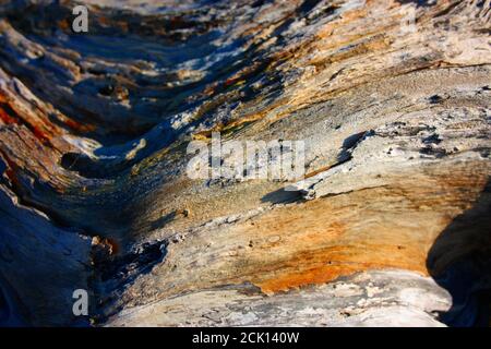 vecchi e lucidati boschi di alberi dalle acque salmastre del mare che creano vene, sfumature e ombre arancioni. alcune belle conchiglie sono poste sulla t Foto Stock