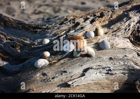 vecchi e lucidati boschi di alberi dalle acque salmastre del mare che creano vene, sfumature e ombre arancioni. alcune belle conchiglie sono poste sulla t Foto Stock