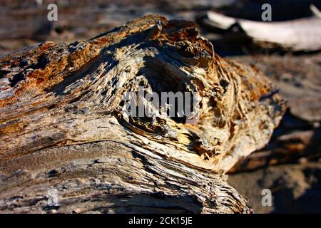 vecchi e lucidati boschi di alberi dalle acque salmastre del mare che creano vene, sfumature e ombre arancioni. alcune belle conchiglie sono poste sulla t Foto Stock